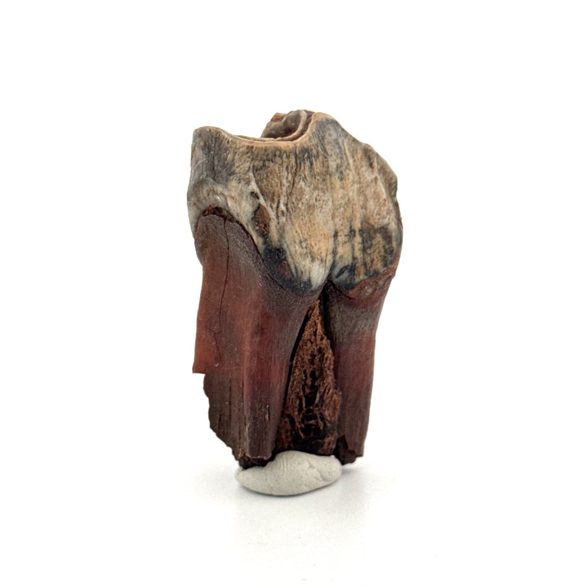 Coelodonta antiquitatis, Woolly Rhinoceros Molar (1.93") from Pleistocene, Siberia - FossilsAndMore