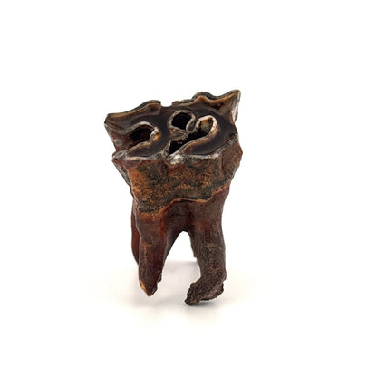 Coelodonta antiquitatis, Woolly Rhinoceros Molar (3.16") from Pleistocene, Siberia - FossilsAndMore