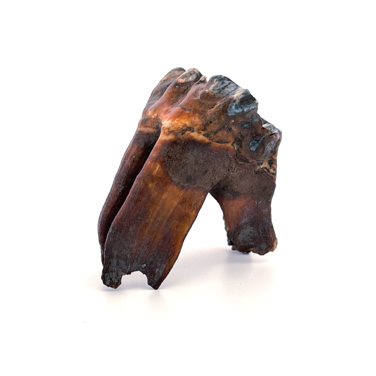 Coelodonta antiquitatis, Woolly Rhinoceros Molar (3.16") from Pleistocene, Siberia - FossilsAndMore