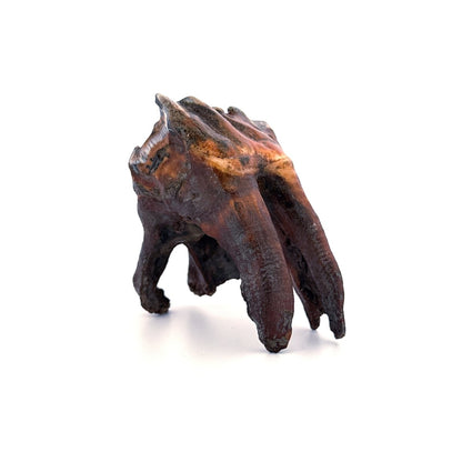 Coelodonta antiquitatis, Woolly Rhinoceros Molar (3.16") from Pleistocene, Siberia - FossilsAndMore