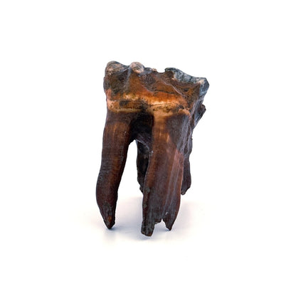 Coelodonta antiquitatis, Woolly Rhinoceros Molar (3.16") from Pleistocene, Siberia - FossilsAndMore