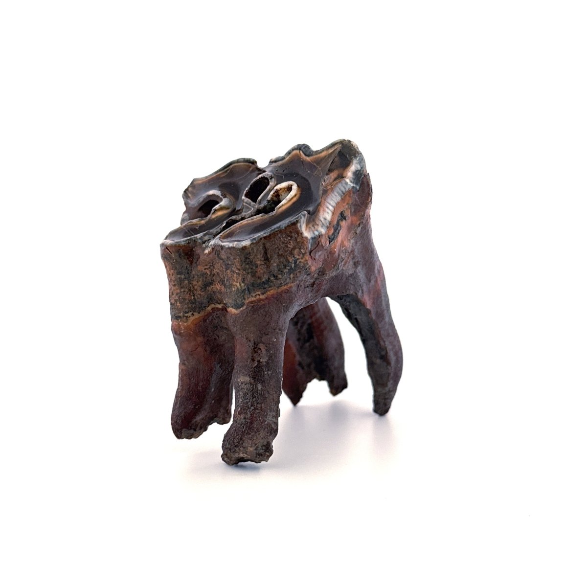 Coelodonta antiquitatis, Woolly Rhinoceros Molar (3.16") from Pleistocene, Siberia - FossilsAndMore