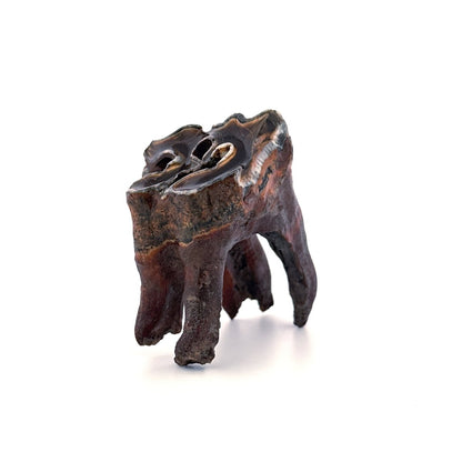 Coelodonta antiquitatis, Woolly Rhinoceros Molar (3.16") from Pleistocene, Siberia - FossilsAndMore