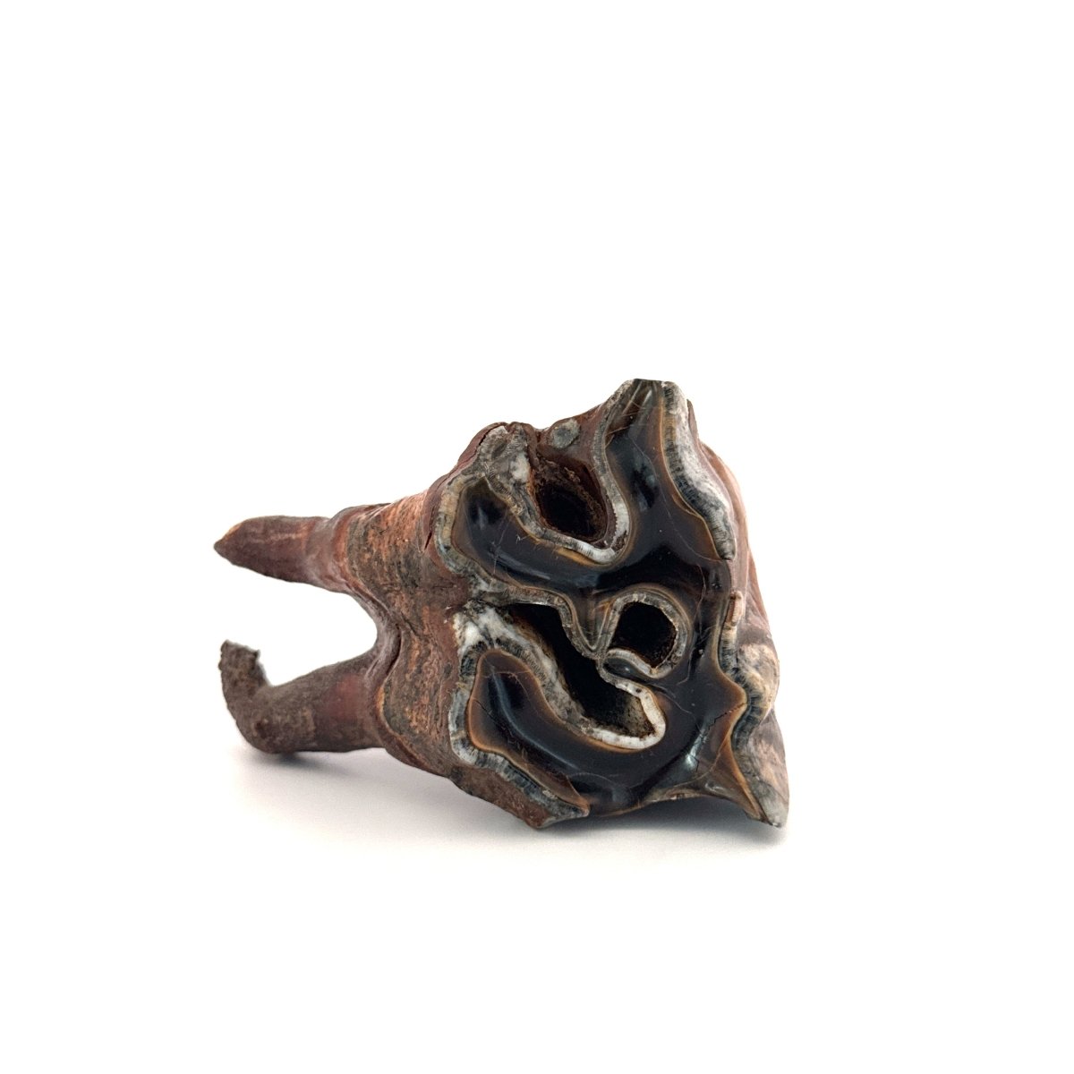 Coelodonta antiquitatis, Woolly Rhinoceros Molar (3.16") from Pleistocene, Siberia - FossilsAndMore