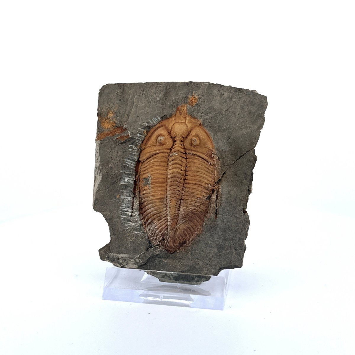 Coronocephalus species Trilobite Fossil from Silurian Period, China - FossilsAndMore