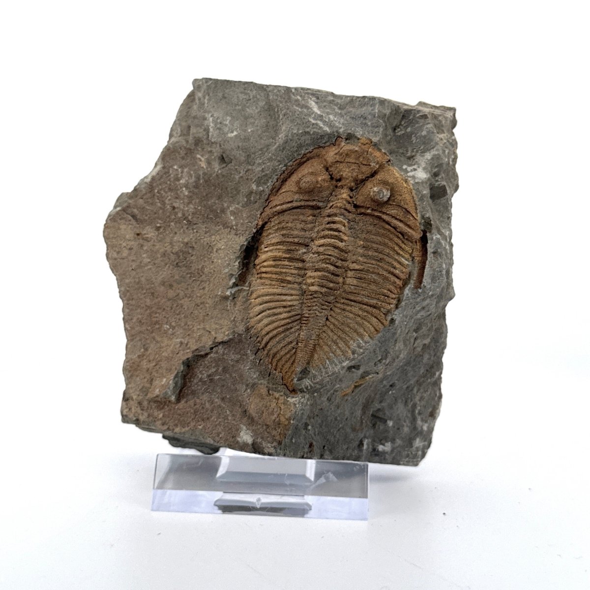 Coronocephalus species Trilobite Fossil from Silurian Period, China - FossilsAndMore