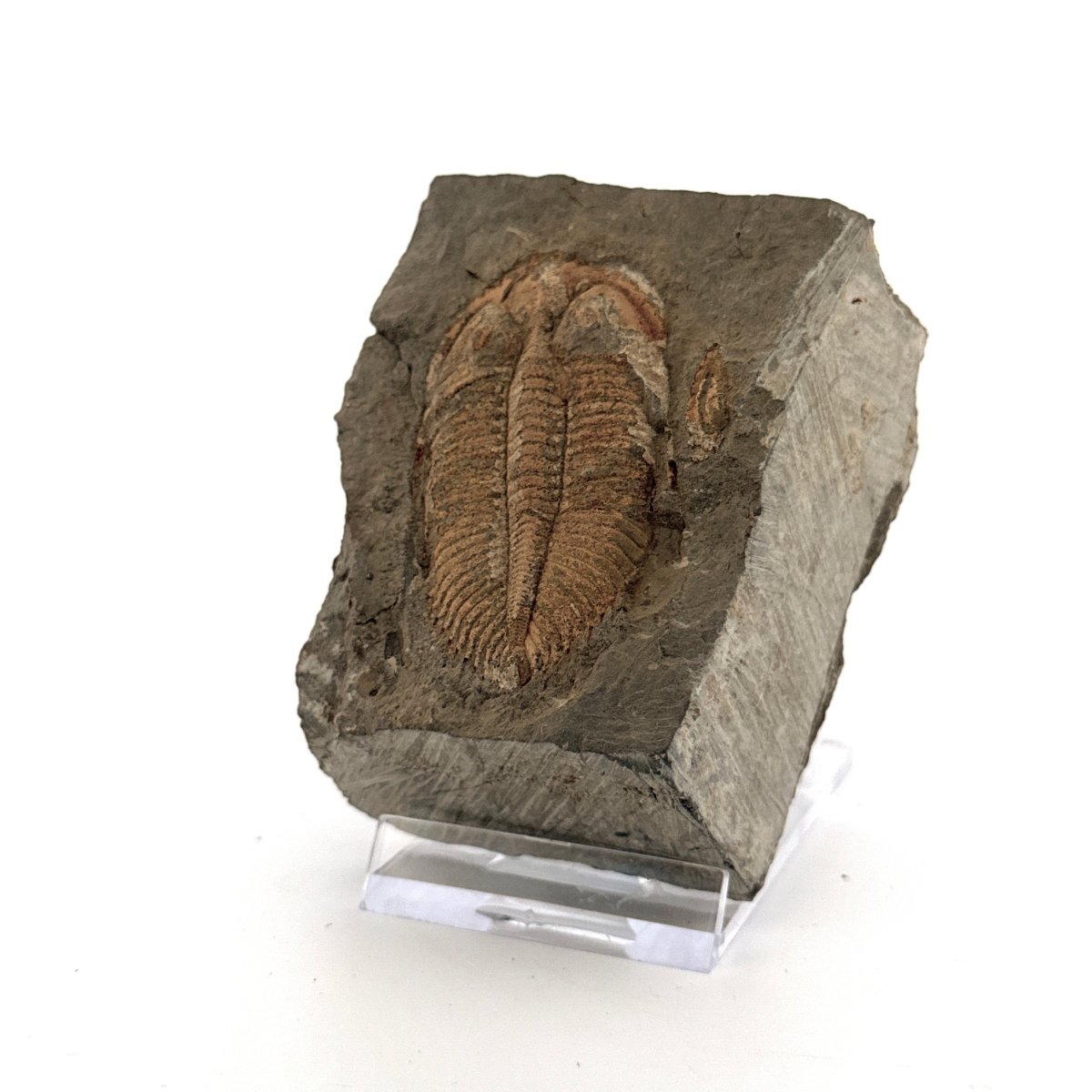 Coronocephalus species Trilobite Fossil from Silurian Period, China - FossilsAndMore