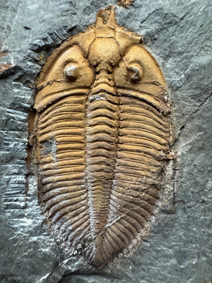 Coronocephalus species Trilobite Fossil from Silurian Period, China - FossilsAndMore