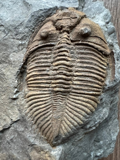 Coronocephalus species Trilobite Fossil from Silurian Period, China - FossilsAndMore
