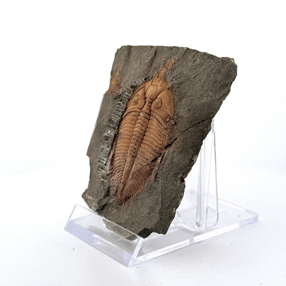 Coronocephalus species Trilobite Fossil from Silurian Period, China - FossilsAndMore