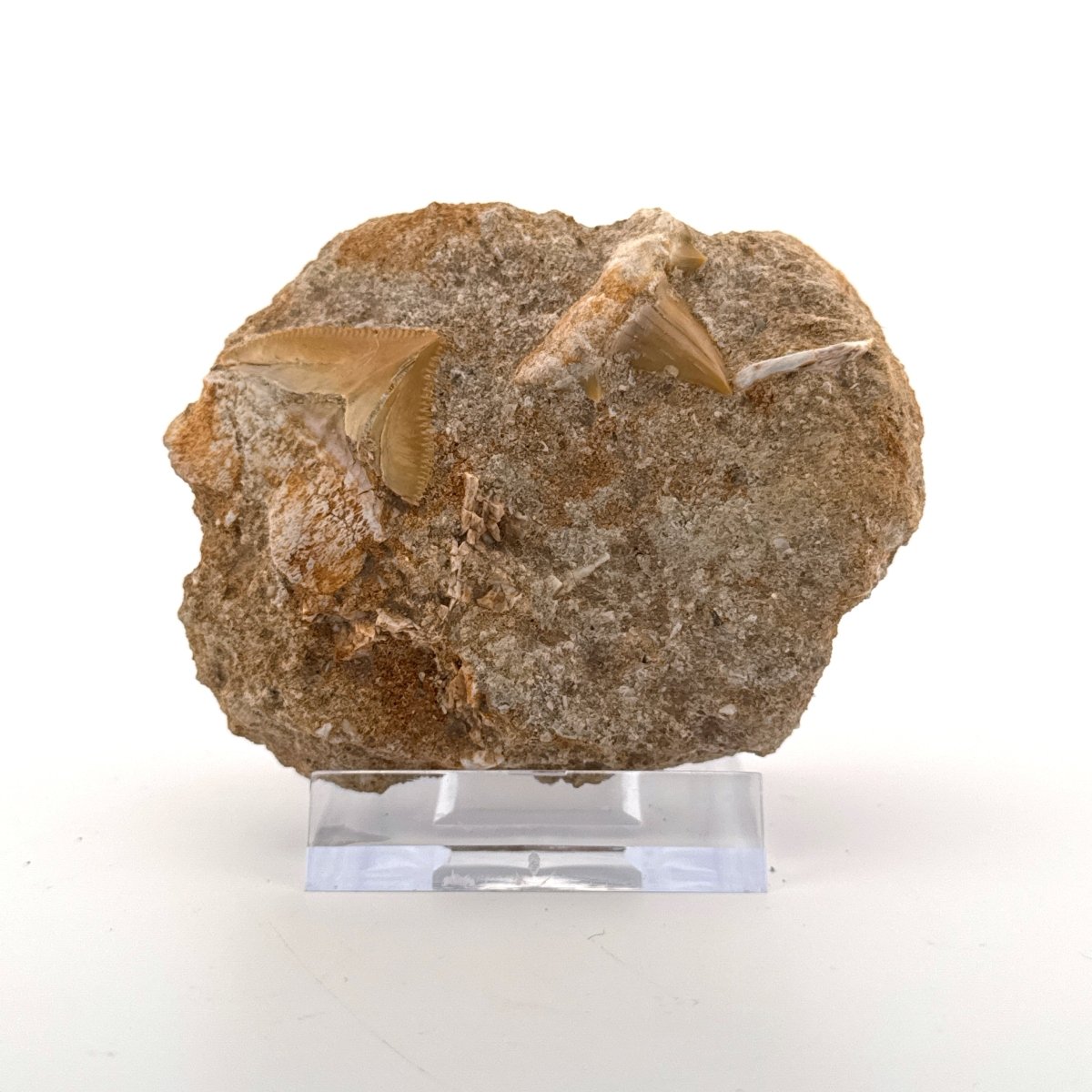 Cretolamna and Squalicorax pristodontus Shark Tooth on Matrix from Cretaceous, Morocco - FossilsAndMore