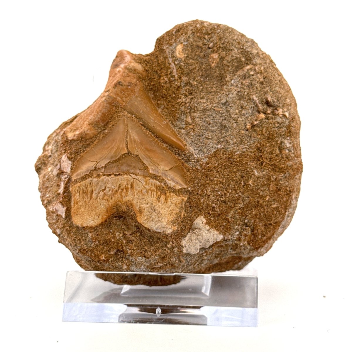 Cretolamna and Squalicorax pristodontus Shark Tooth on Matrix from Cretaceous, Morocco - FossilsAndMore