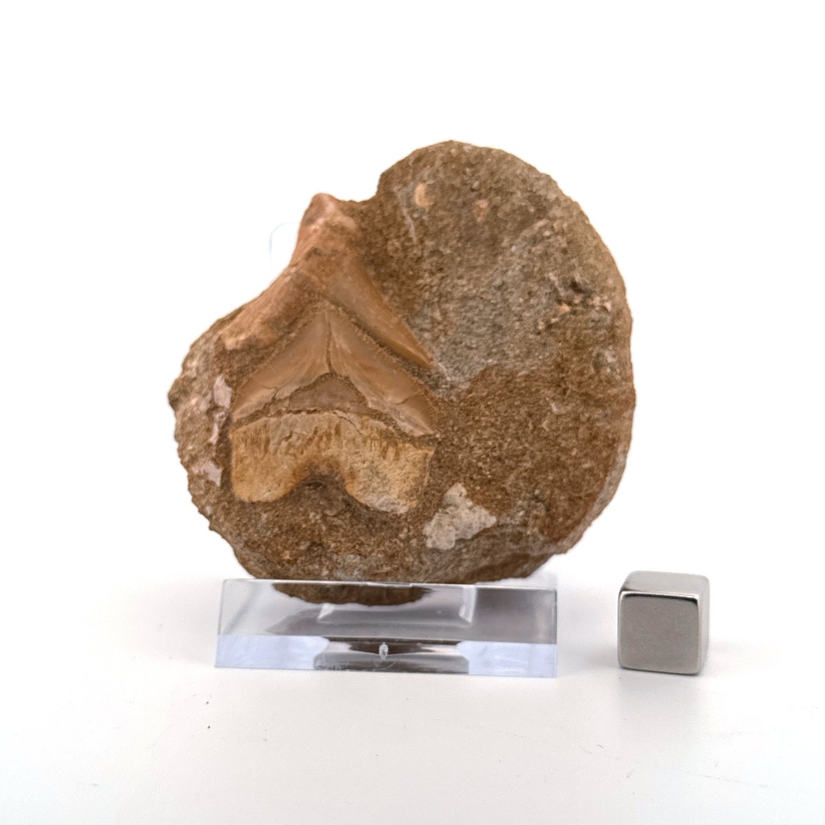 Cretolamna and Squalicorax pristodontus Shark Tooth on Matrix from Cretaceous, Morocco - FossilsAndMore