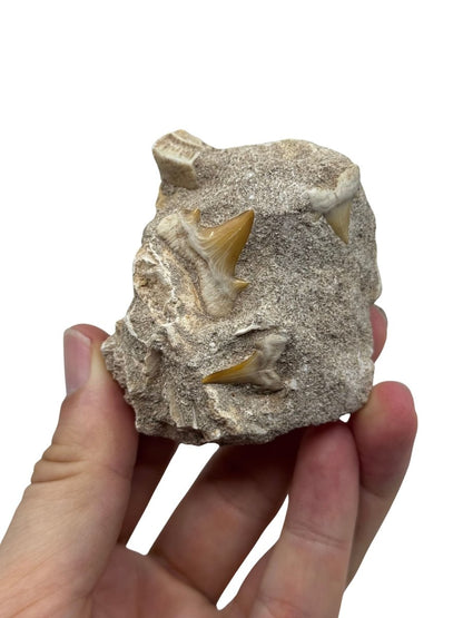 Cretolamna Shark Teeth and Rhombodus species Ray Teeth on Matrix from Cretaceous, Morocco - FossilsAndMore