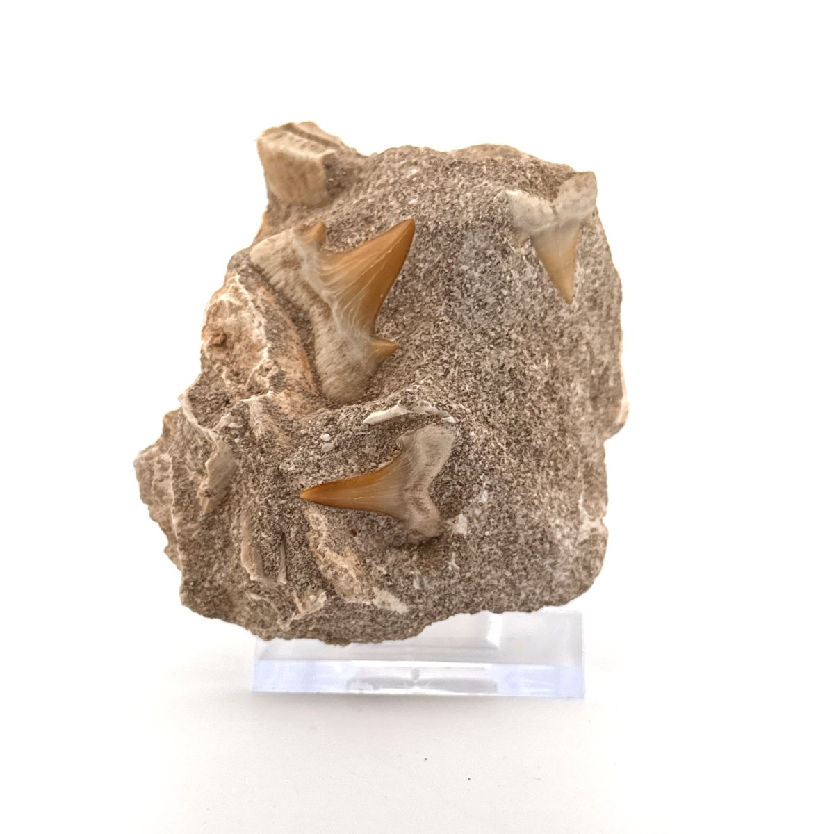 Cretolamna Shark Teeth and Rhombodus species Ray Teeth on Matrix from Cretaceous, Morocco - FossilsAndMore