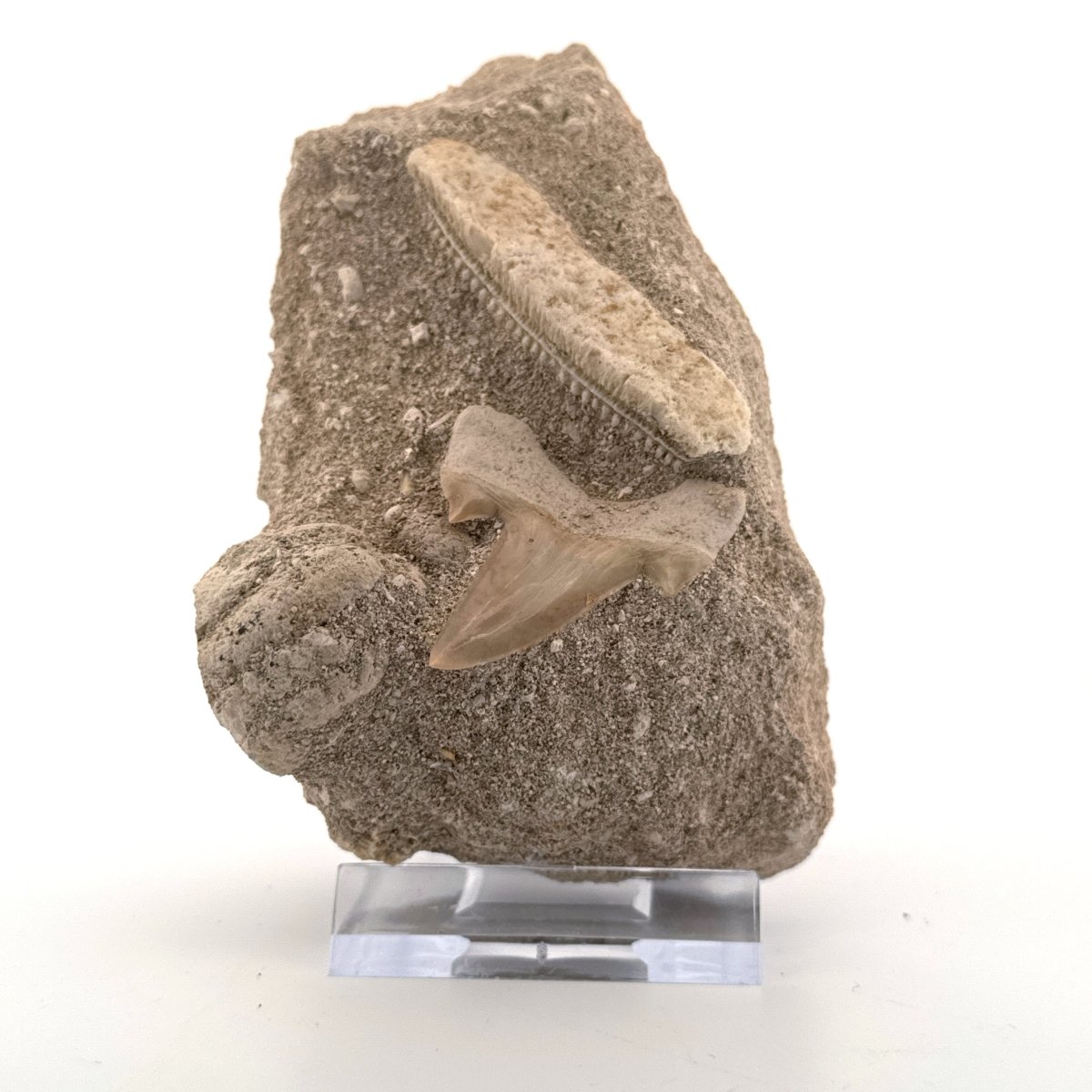 Cretolamna Shark tooth and Myliobatis Dixoni Ray Teeth on Matrix from Cretaceous, Morocco (Copy) - FossilsAndMore