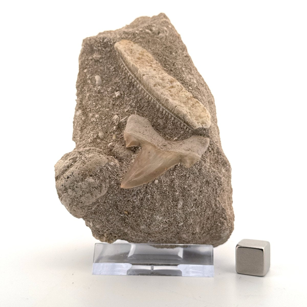 Cretolamna Shark tooth and Myliobatis Dixoni Ray Teeth on Matrix from Cretaceous, Morocco (Copy) - FossilsAndMore