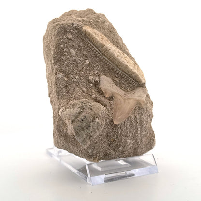 Cretolamna Shark tooth and Myliobatis Dixoni Ray Teeth on Matrix from Cretaceous, Morocco (Copy) - FossilsAndMore