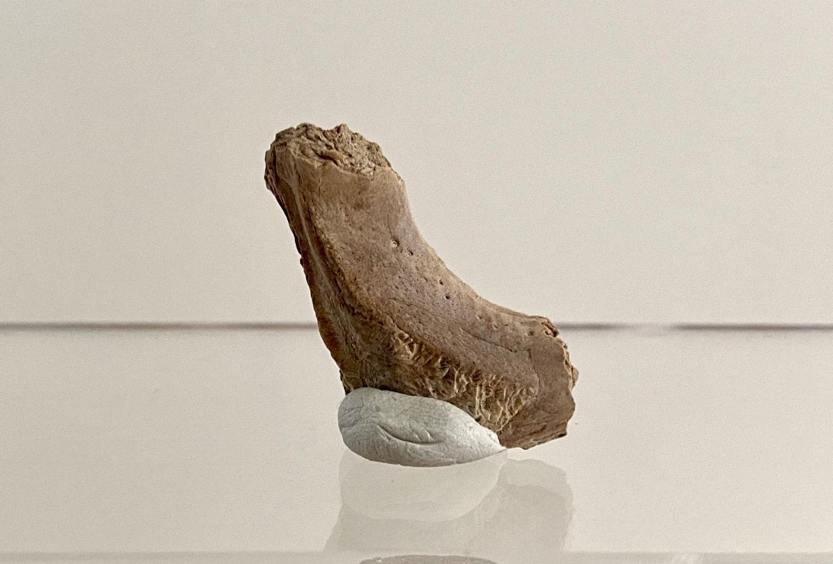 Crocodile Dermal Scute (1.43") - Cretaceous, Hell Creek Formation, USA - FossilsAndMore