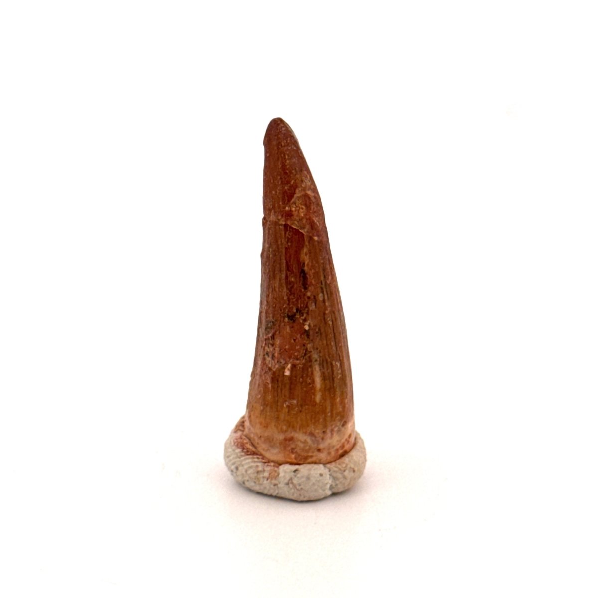 Crocodile species Fossil tooth from Morocco (1.11") - FossilsAndMore