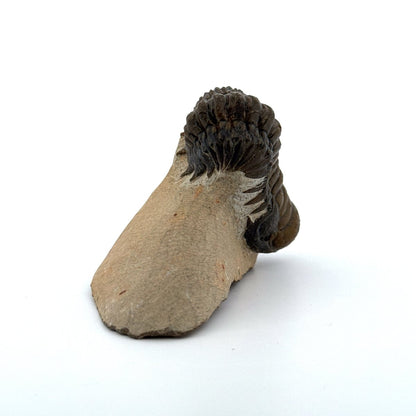 Crotalocephalus Gibbus Trilobite Fossil (3.08") - Devonian Period, Morocco - FossilsAndMore