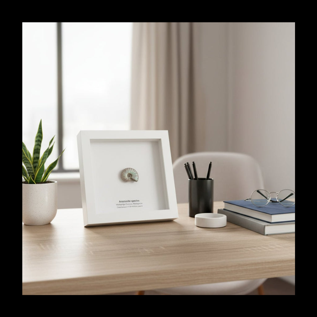 Framed ammonite fossil on a wooden surface with a neutral background