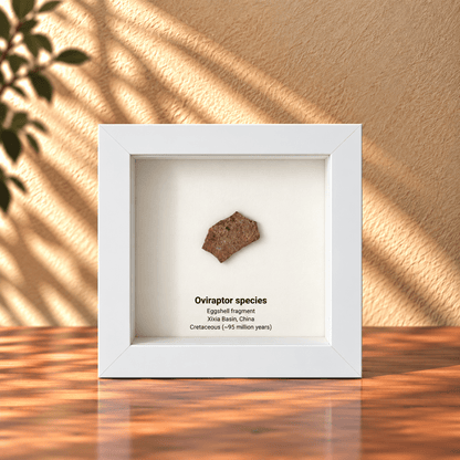 Decorative Oviraptor Species Dinosaur Eggshell Fossil in picture frame - FossilsAndMore