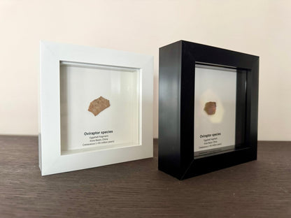 Decorative Oviraptor Species Dinosaur Eggshell Fossil in picture frame - FossilsAndMore
