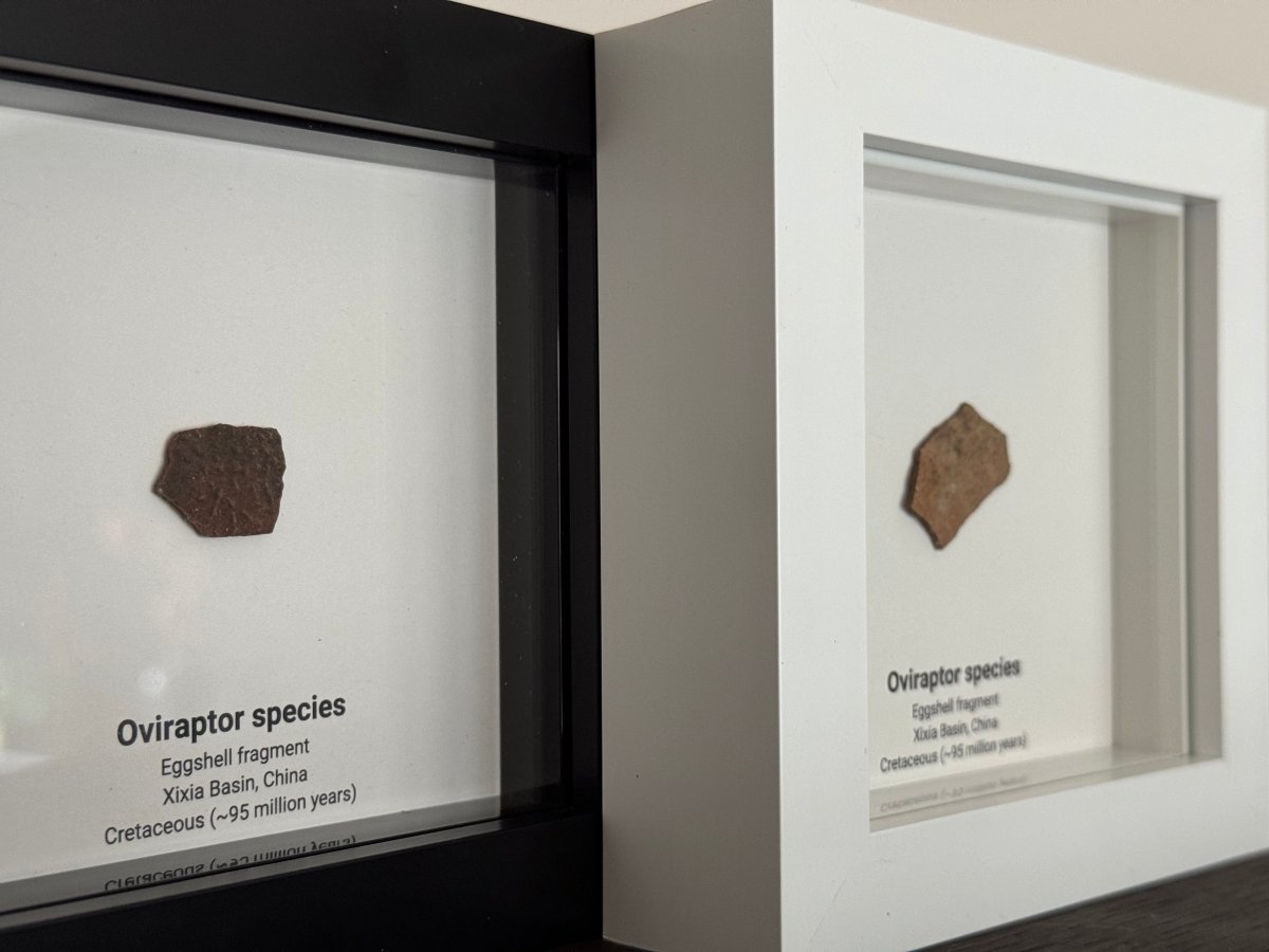 Decorative Oviraptor Species Dinosaur Eggshell Fossil in picture frame - FossilsAndMore