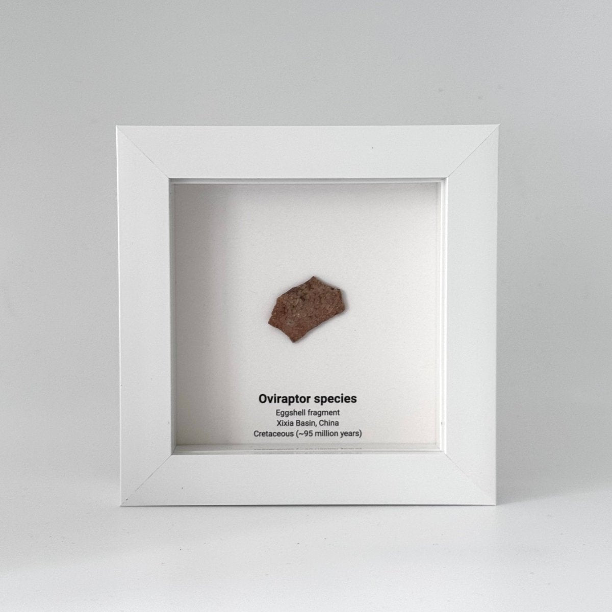 Decorative Oviraptor Species Dinosaur Eggshell Fossil in picture frame - FossilsAndMore