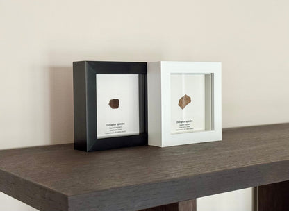 Decorative Oviraptor Species Dinosaur Eggshell Fossil in picture frame - FossilsAndMore