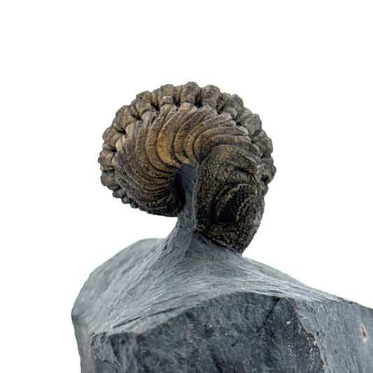 Devonian Phacopid Trilobite from Morocco | 2" - FossilsAndMore