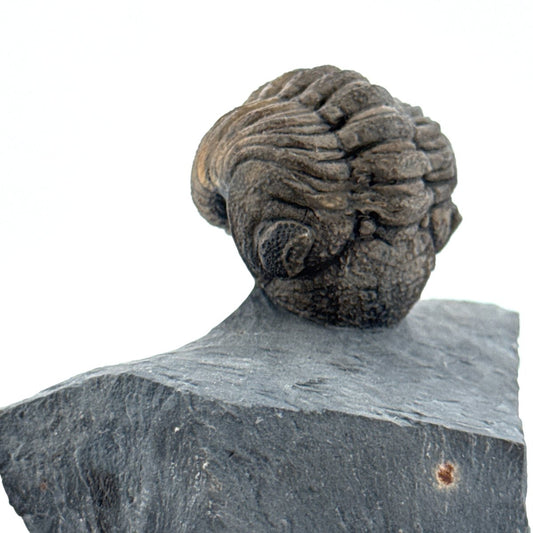Devonian Phacopid Trilobite from Morocco | 2" - FossilsAndMore