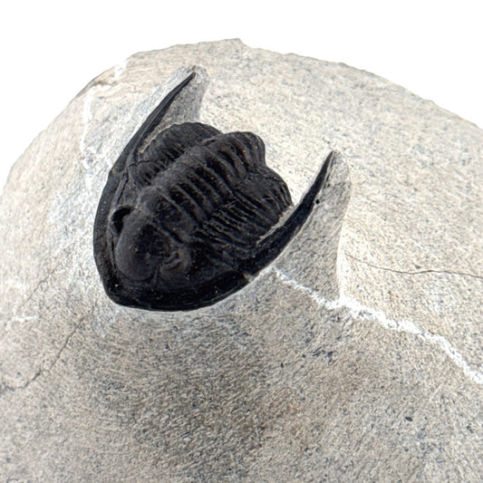 Devonian Proetid Trilobite from Morocco | 1" - FossilsAndMore