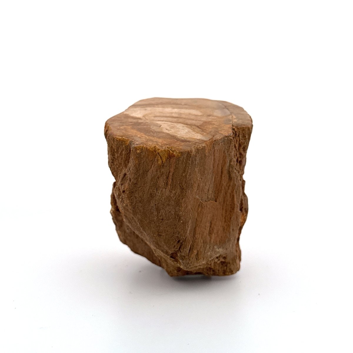 Dipterocarpus species, Petrified wood (2.10") from Indonesia - FossilsAndMore