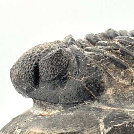 Drotops megalomanicus Trilobite Fossil from Morocco | 3.96" - FossilsAndMore