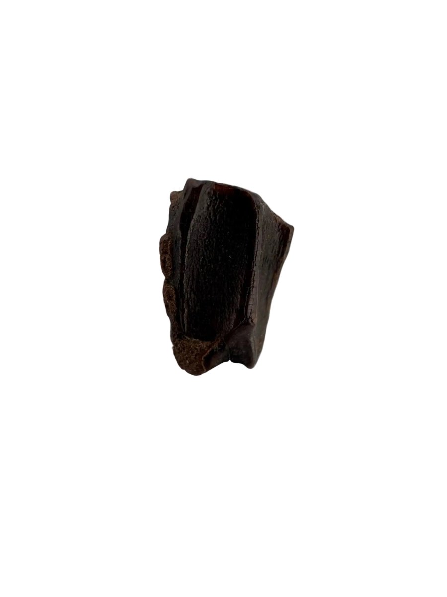 Edmontosaurus Fossil Tooth Fragment (0.33") - Cretaceous, Hell Creek Formation, USA - FossilsAndMore