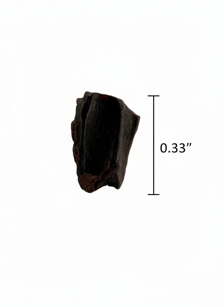 Edmontosaurus Fossil Tooth Fragment (0.33") - Cretaceous, Hell Creek Formation, USA - FossilsAndMore