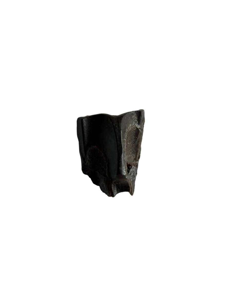 Edmontosaurus Fossil Tooth Fragment (0.34") - Cretaceous, Hell Creek Formation, USA - FossilsAndMore