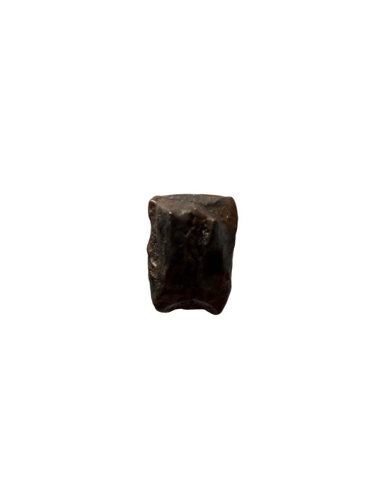 Edmontosaurus Tooth Fragment from Hell Creek Formation | 0.33" - FossilsAndMore
