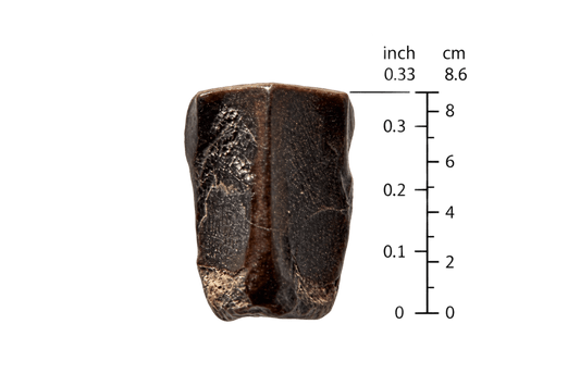 Edmontosaurus Tooth Fragment from Hell Creek Formation | 0.33" - FossilsAndMore