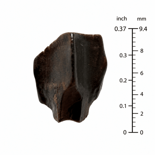 Edmontosaurus Tooth Fragment from Hell Creek Formation | 0.37" - FossilsAndMore
