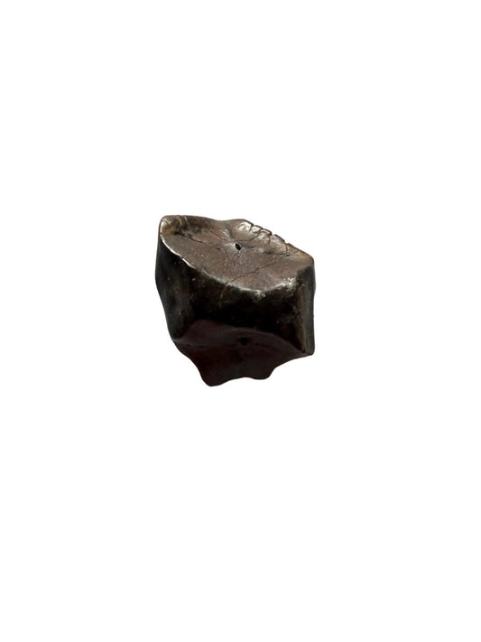 Edmontosaurus Tooth Fragment from Hell Creek Formation | 0.37" - FossilsAndMore