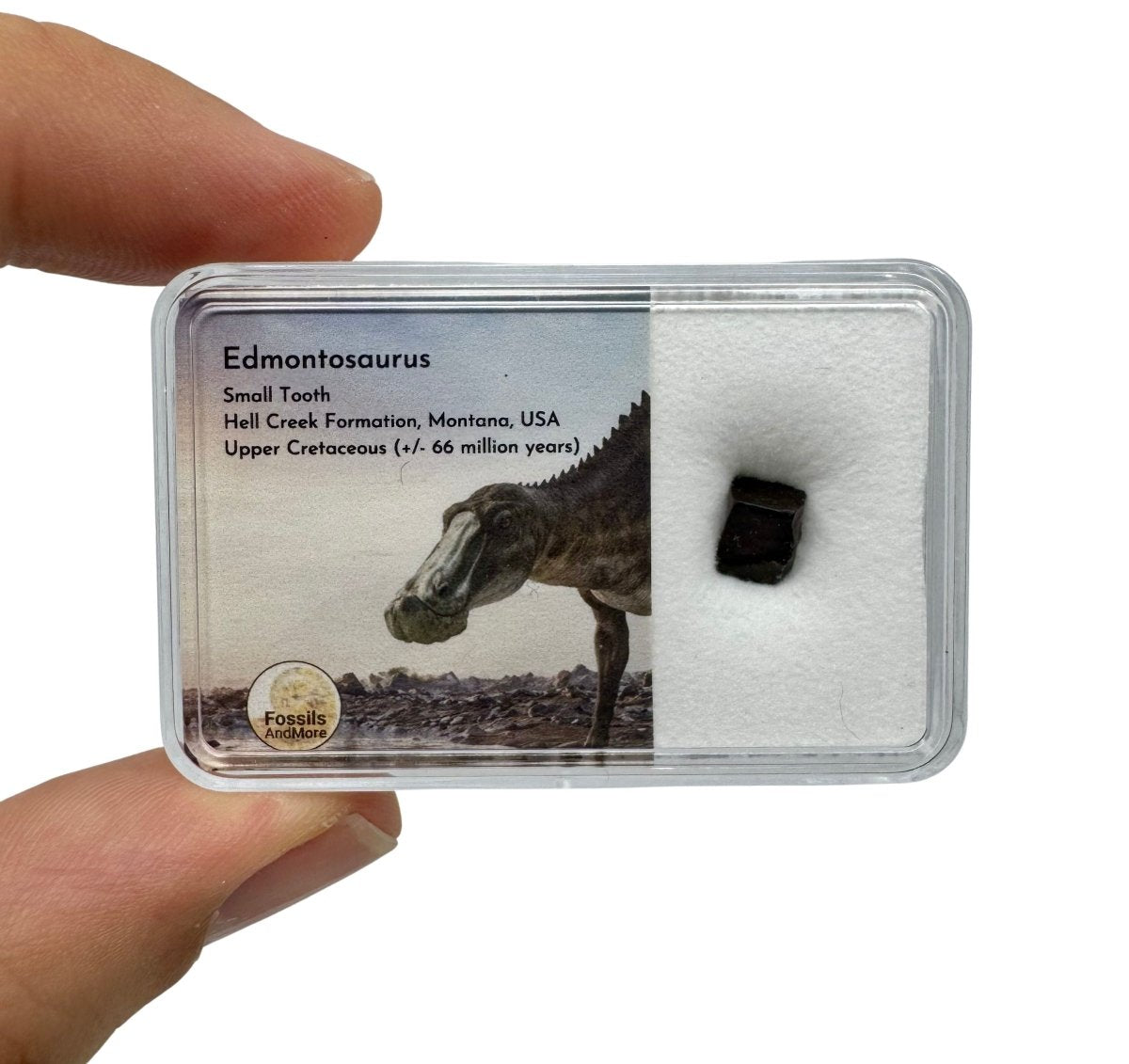 Edmontosaurus Tooth Fragment from Hell Creek Formation in Gift Box - FossilsAndMore