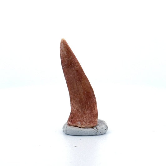 Enchodus libycus Fish Tooth Fossil (1.60") – Late Cretaceous, Morocco - FossilsAndMore
