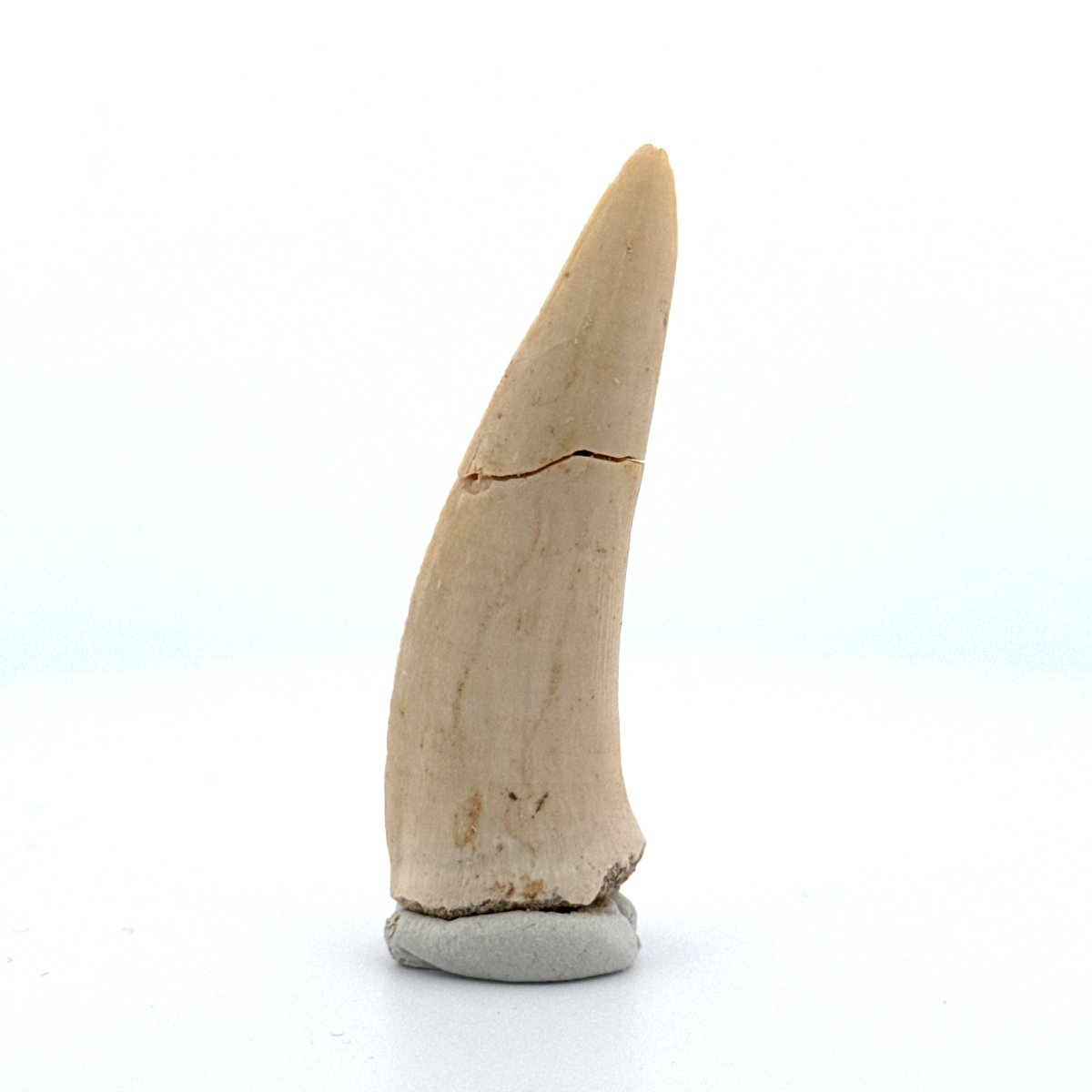 Enchodus libycus Fish Tooth Fossil (2.25") – Late Cretaceous, Morocco - FossilsAndMore