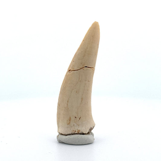 Enchodus libycus Fish Tooth Fossil (2.25") – Late Cretaceous, Morocco - FossilsAndMore