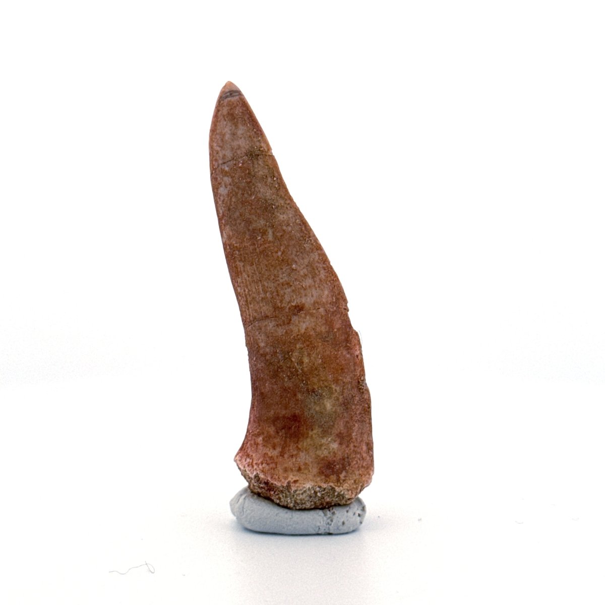 Enchodus libycus Fish Tooth Fossil (2.31") – Late Cretaceous, Morocco - FossilsAndMore