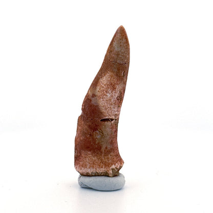 Enchodus libycus Fish Tooth Fossil (2.31") – Late Cretaceous, Morocco - FossilsAndMore