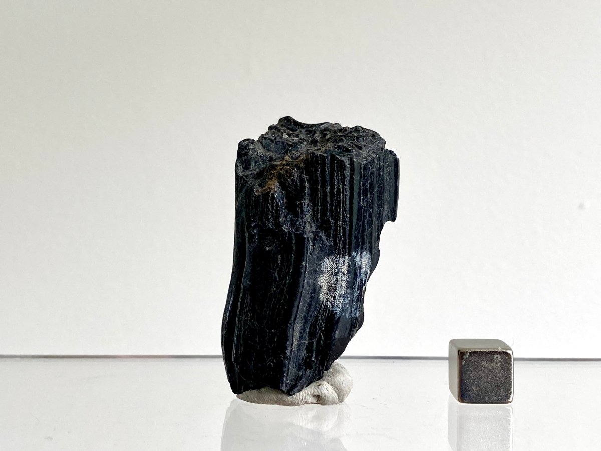 Equus species, Pleistocene Horse Tooth from South Carolina (2.06") - FossilsAndMore